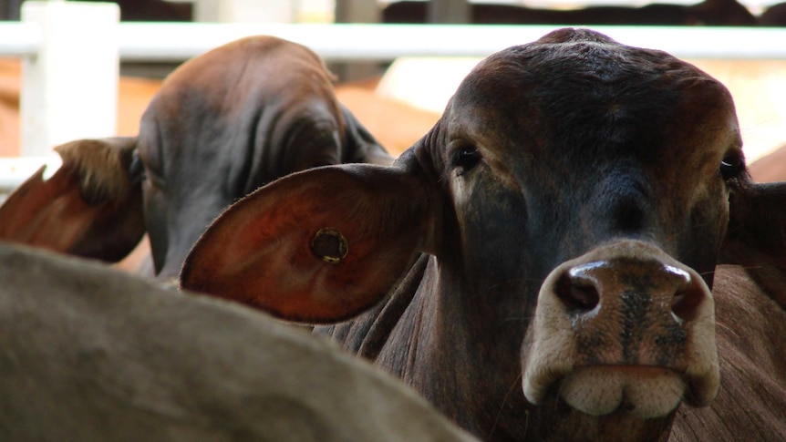 Australian cattle exported overseas