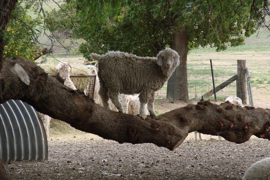 goat on branch
