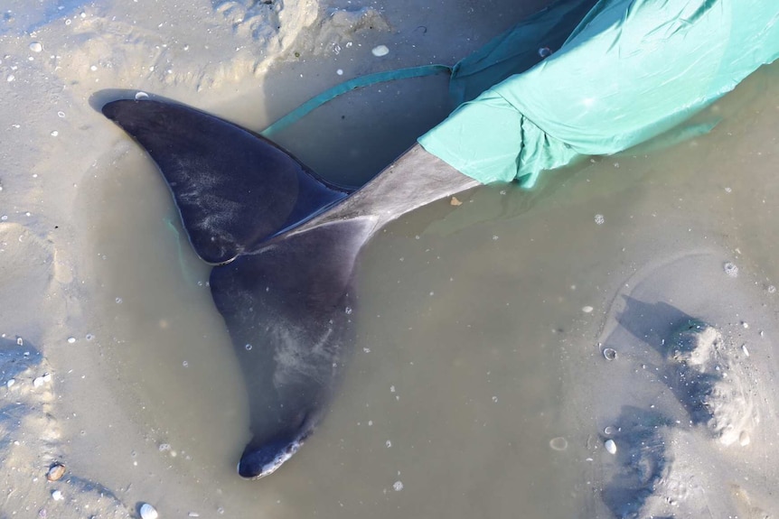 Tail of stranded dolphin, near Clifton Beach, southern Tasmania.