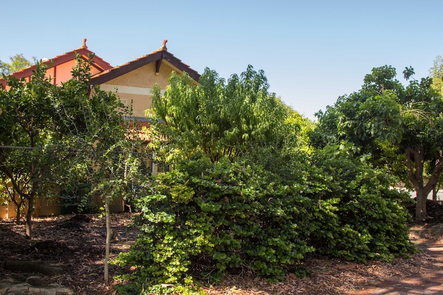 Barry Madsen's suburban orchard of rare fruit in Perth