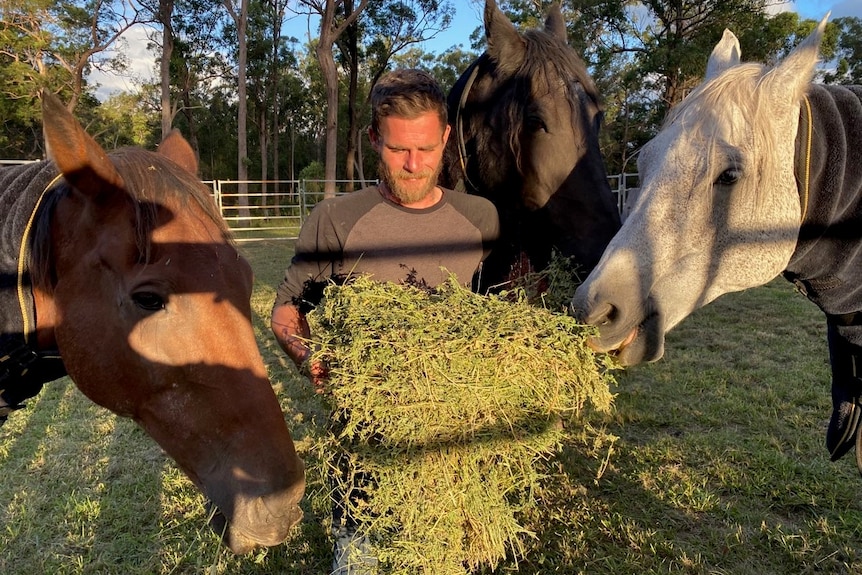 A bearded man is surrounded by horses as he feeds them grass.