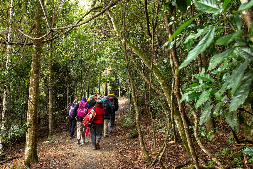 Bushwalkers on path in rainforest.