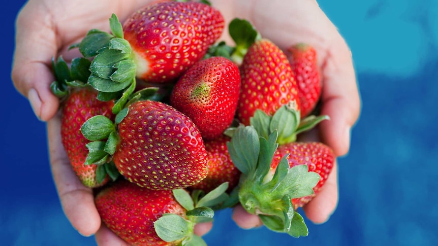 How to Choose, Use, and Store Fresh Strawberries - Foodal