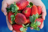 A person holds a handful of ripe strawberries, for a story about storing and cooking with the berries.