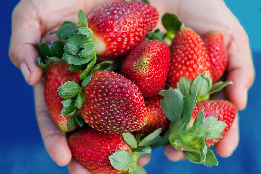 A person holds a handful of ripe strawberries, for a story about storing and cooking with the berries.