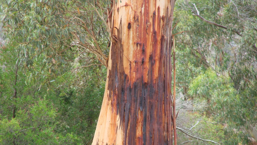Big, old eucalypt in a paddock on an east Tamar farm with a trunk stained red-brown with sap