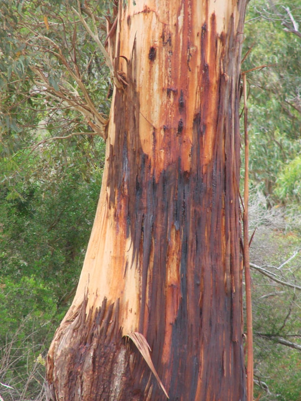 Big, old eucalypt in a paddock on an east Tamar farm with a trunk stained red-brown with sap