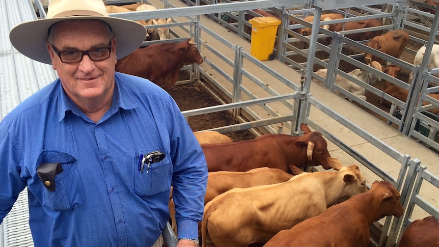 Auctioneer Dave Francis at the livestock pens at Gracemere