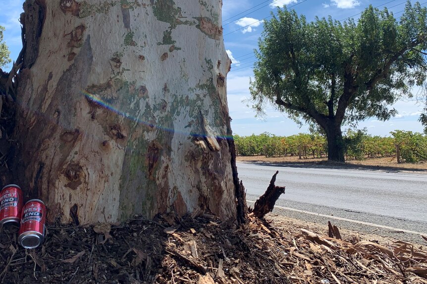 The tree that was struck by the speeding ute.
