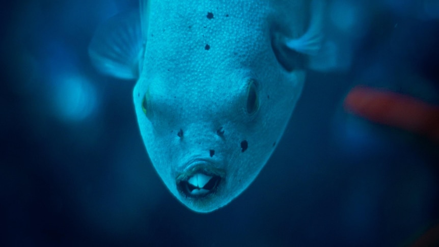 A blue blowfish facing the camera is swimming down