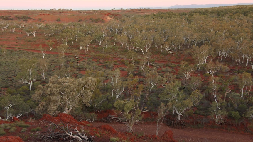 A Coolabah forest in the Pilbara.