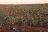 A Coolabah forest in the Pilbara.