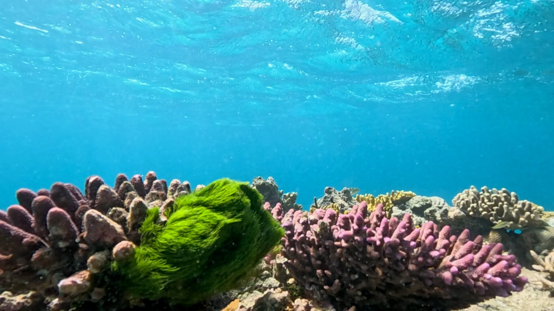 Enduring obsession with the Great Barrier reef captured in