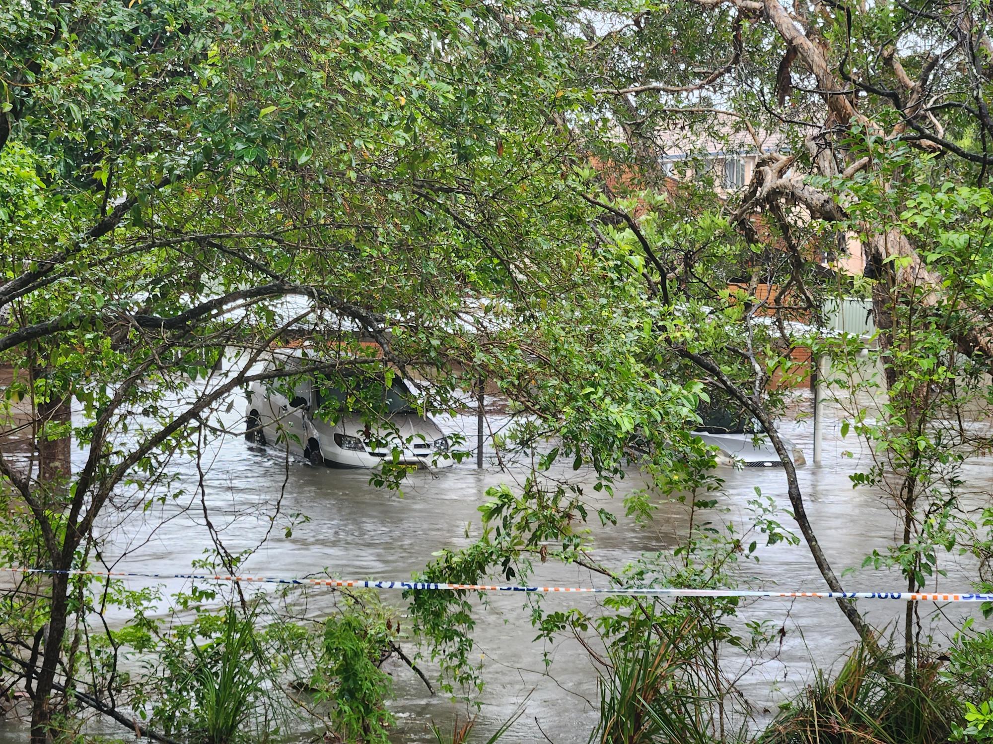 Looking through trees to see two cars with floodwater flowing halfway up their bonnets.