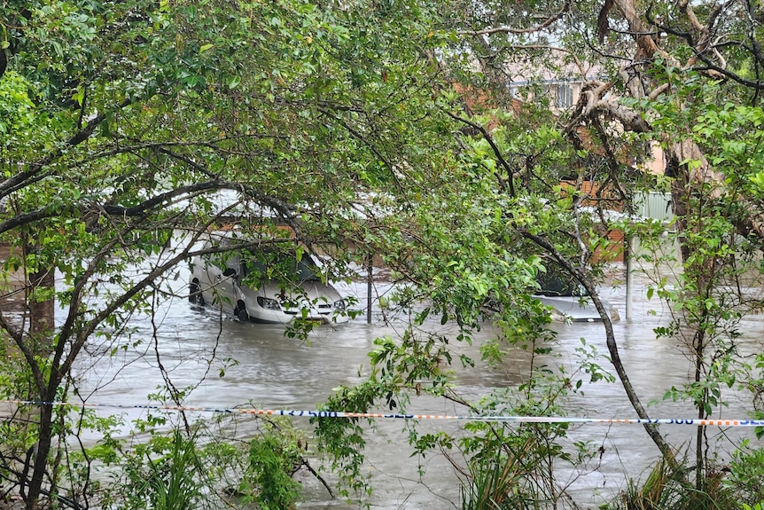Looking through trees to see two cars with floodwater flowing halfway up their bonnets.