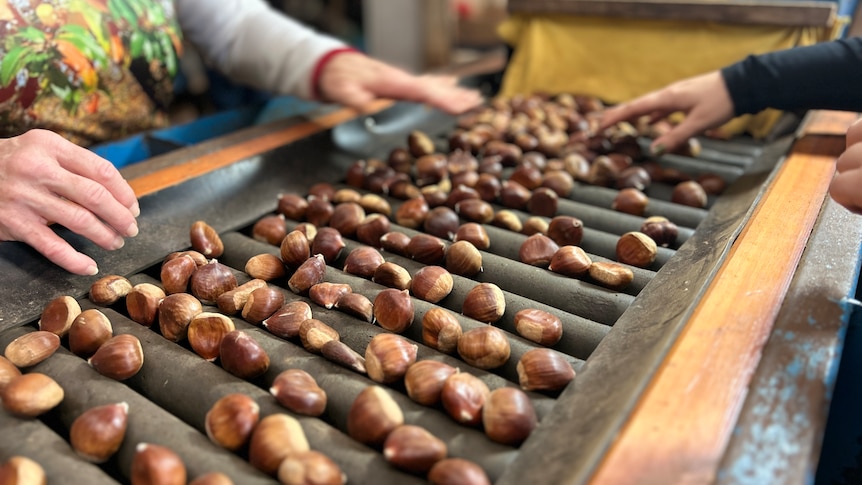 Chestnuts on a bench.