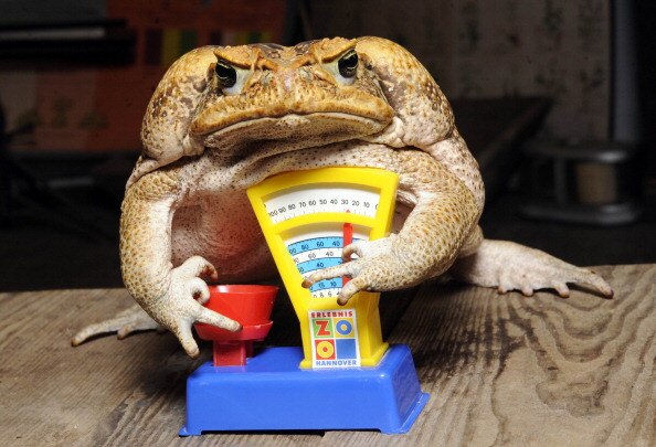 Is weedkiller making the cane toad more toxic than ever? - ABC listen