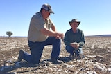 Geoff and Neil Barwick kneel in a brown paddock where a cotton crop once stood, devastated by the ongoing drought