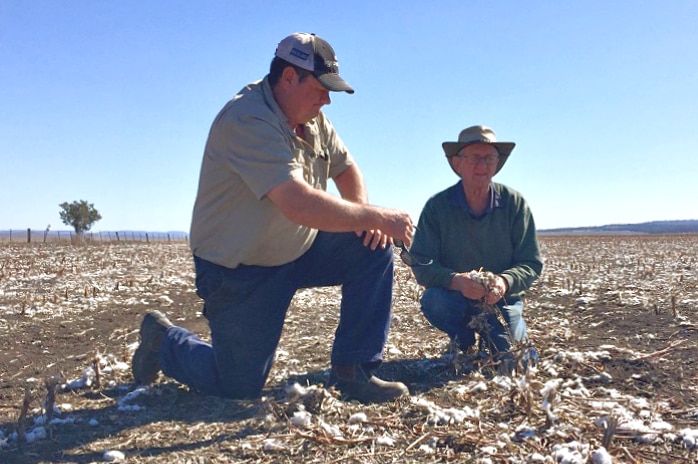 Geoff and Neil Barwick kneel in a brown paddock where a cotton crop once stood, devastated by the ongoing drought