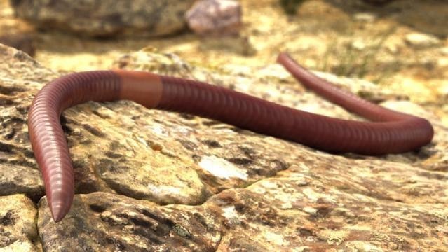 Meet the Fertiliser: Earthworm - ABC Education