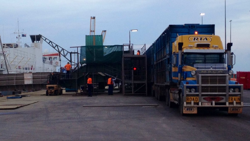 Live cattle exports from the Darwin port