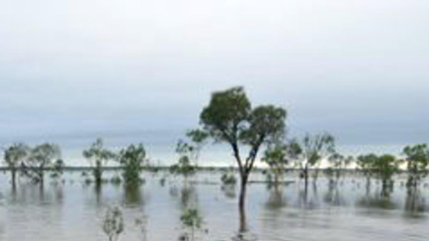 Cattle wade through floodwaters south of Rochampton