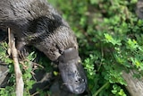 A platypus' bill in grass