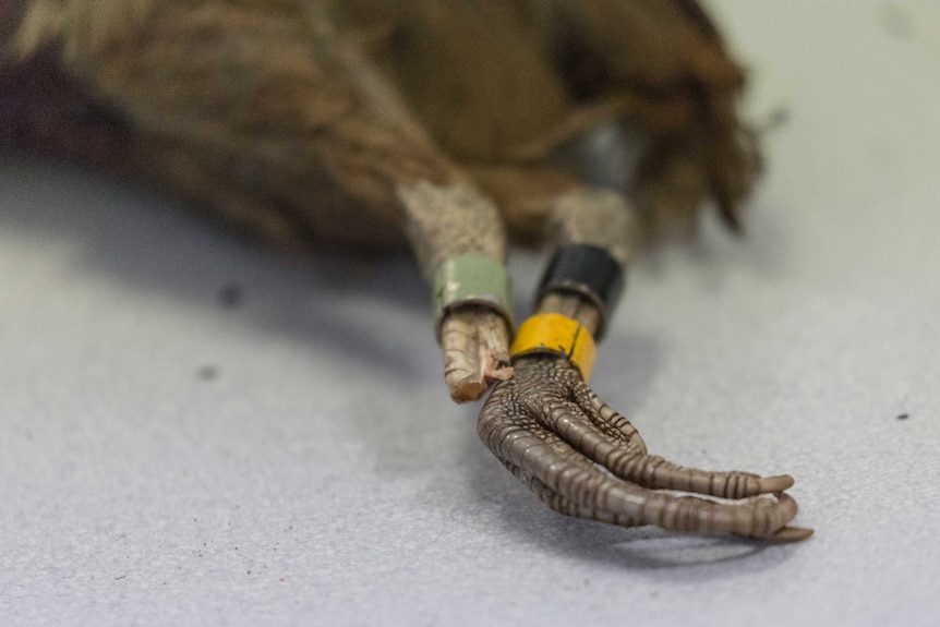 Dead specimens are crucial to future scientific understanding of different species.