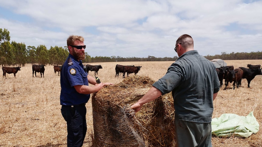Two men unroll a hay bale in a paddock with cows.