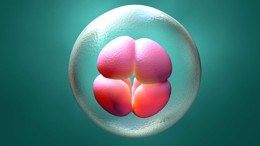 A clear sphere containing 4 pink coloured cells