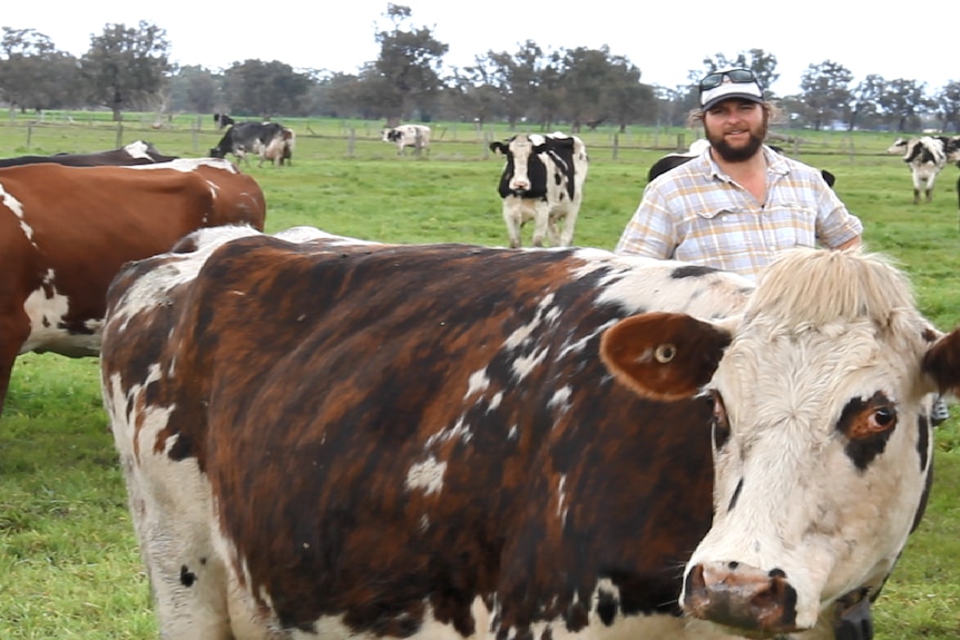 Harvey dairy farmer Tavis Hall with a normande cow