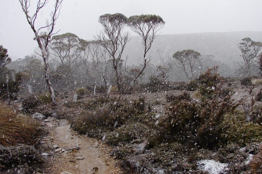 Overland Track Summer snow