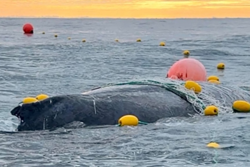 Part of a humpback whale is visible above the surface of the ocean, partially covered by netting and surrounded by buoys