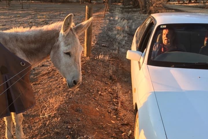 A donkey in a paddock with a man in a car next to him.