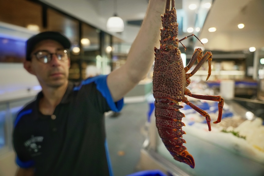 A fish market worker holding up a lobster.