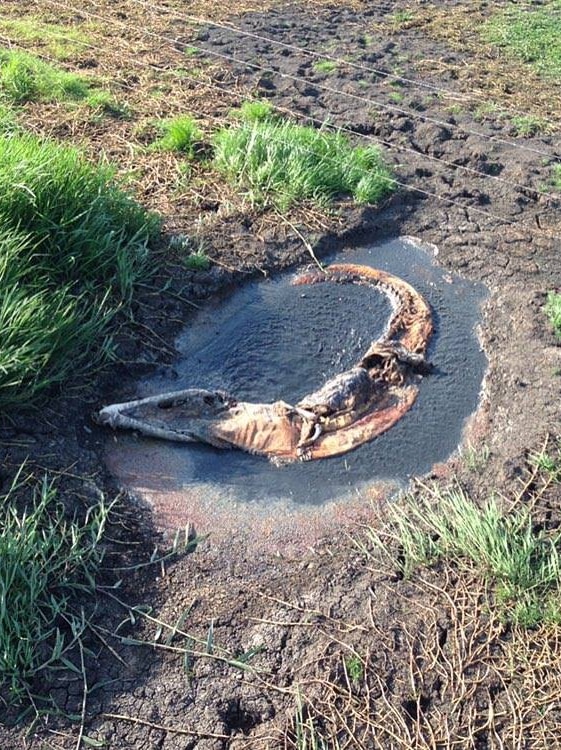 A saltwater crocodile, found dead from dehydration, in the Northern Territory.