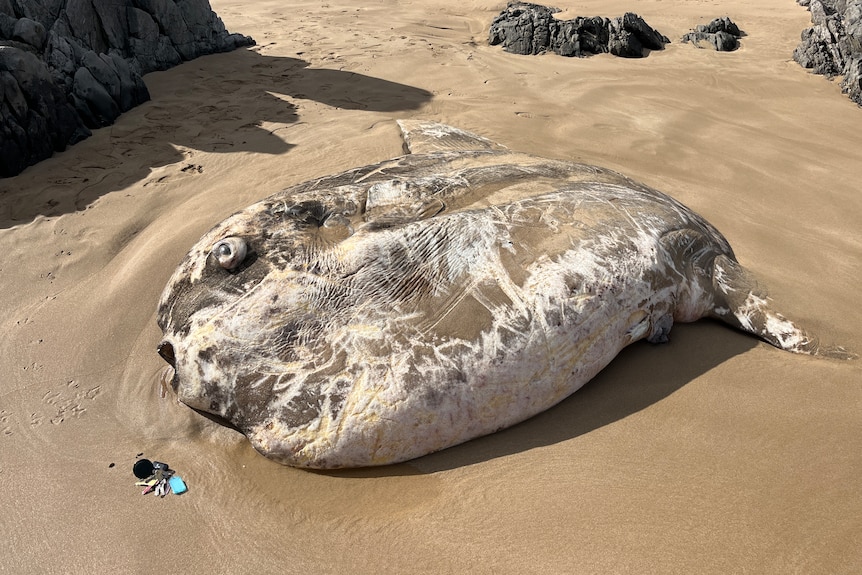 A large fish washed up on a South Australian beach.