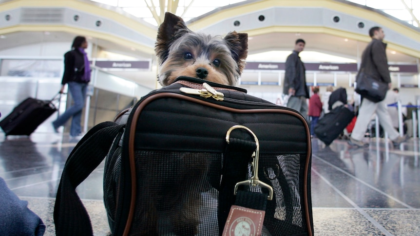 A small dog sits in a carry bag in an airport terminal. 