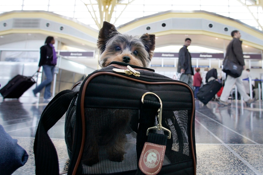 A small dog sits in a carry bag in an airport terminal. 