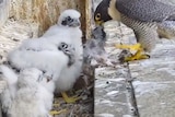 An adult falcon feeds its three chicks scraps of another bird