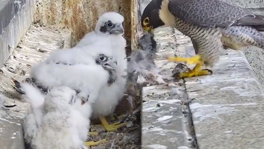 An adult falcon feeds its three chicks scraps of another bird