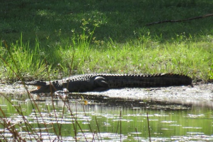 A large crocodile on the bank of a waterway with its mouth open