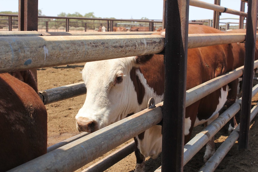 Cow in lot moves in single file through iron barrier