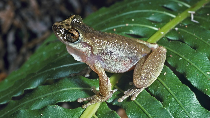 A frog sits on a large green leaf