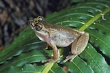  A frog sits on a large green leaf