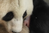 A giant panda holds a tiny pink panda cub.