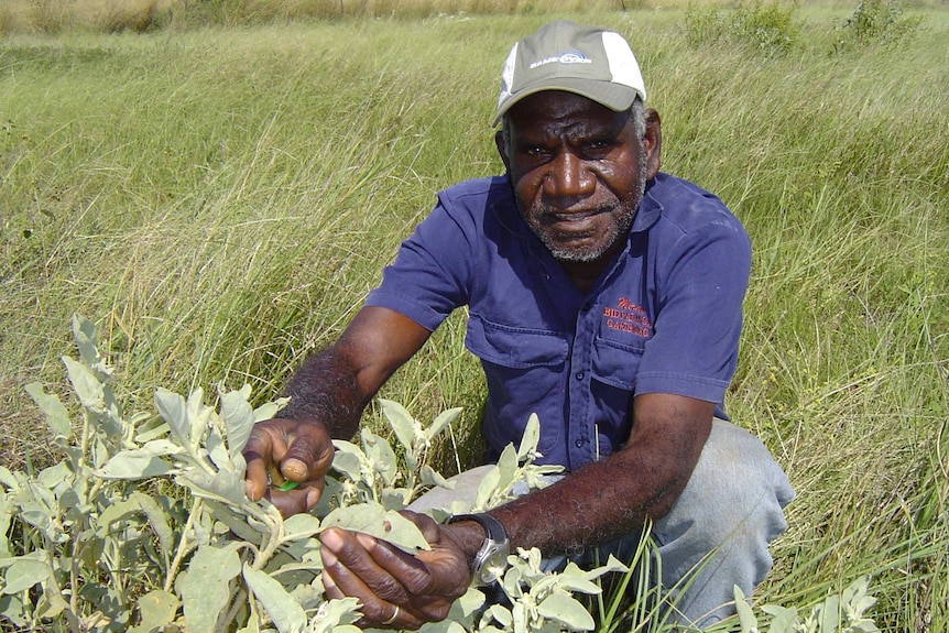 A man hold leaves of a plant.