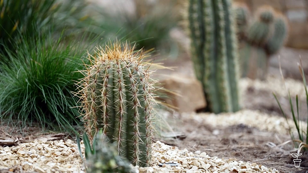 Cool Cactus - Gardening Australia