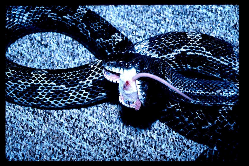 Black rat snake eating prey