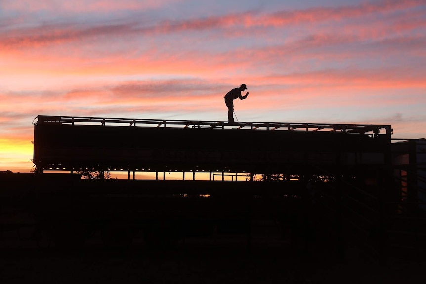 Man stands on cattle truck as sun rises